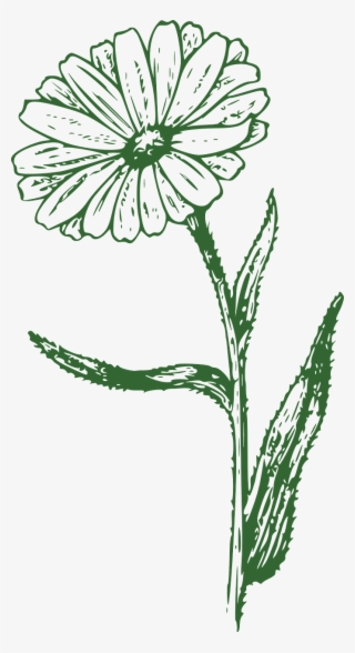 Black And White Marigold Png #4474378