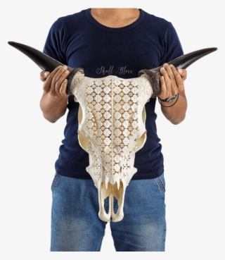 Carved Cow Skull - Skull #4475498