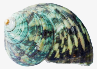Seashell, Shells, Sea, White, Beach, Nature, Marine - Png Seashell #4484228