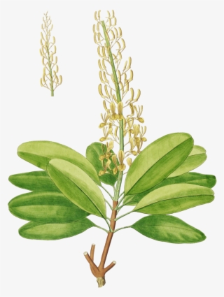 Vochysia Magnifica #4488946