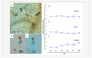 Light Microscopic Analysis Of Dab Stained Preparations - Colletotrichum Acutatum Secreted Protein #4489447