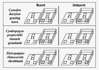Three Areas Of Renosterveld Comprising Of Three Different - Illustration #4490408