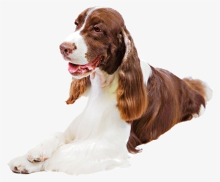 Springer Spaniel Photos - English Springer Spaniel Png #4493350