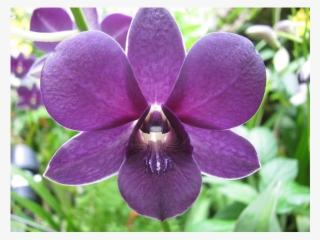 Growing In Darwin - Clase Liliopsida #4494335