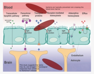 The Blood Brain Barrier Conceot - Mechanism Of Nasal Drug Absorption #4494620
