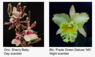 Picture - Orchids Of The Philippines #4494621