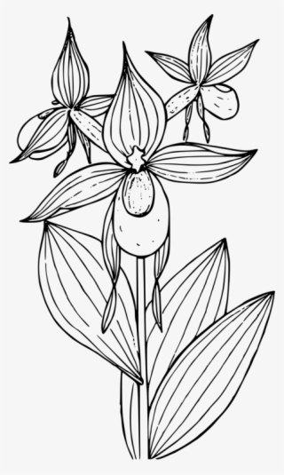 Cypripedium Montanum Showy Lady's Slippers Pink Lady's - Lady Slipper Line Drawing #4494759