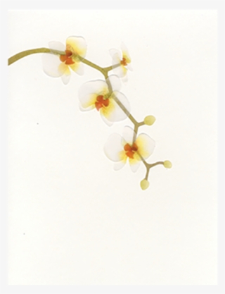 Papyrus Everyday Blank Cards - Phalaenopsis Sanderiana #4494831