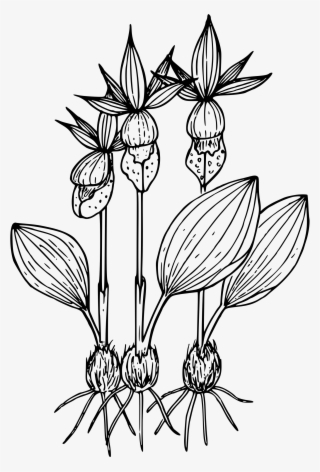 This Free Icons Png Design Of Calypso Orchid #4494906
