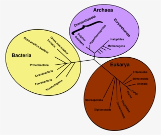 Escherichia Coli Clipart Anaerobic Bacteria - Drzewo Rodowe Organizmów #4495057
