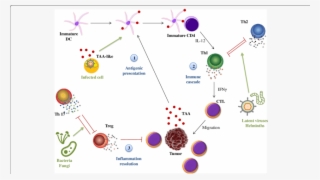 Bacteria Png Immune System - Immune System #4495110