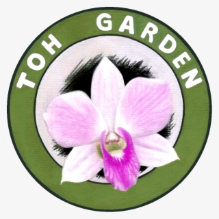 Chinese New Year Orchids And Plants - Toh Garden #4495297