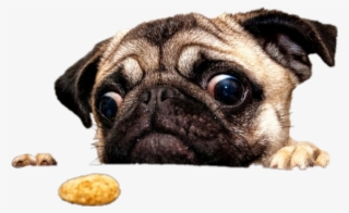 Leaveland Pug Dog Custom Pillowcase 12 X 20 Inches #4496730