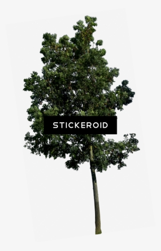 Tree S & S Becuo - Tree Png #4497314