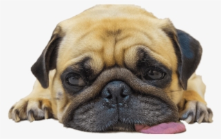 Worn Out Pug - Pug At The Dentist #450146 Worn Out Pug - Pug At The Dentist #450146