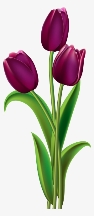 Transparent Tulip Clear Background - Purple Tulips Clip Art #450147