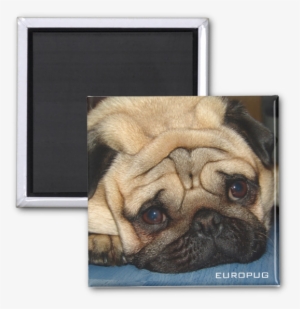 Europug Face Photo Magnet - Zazzle Euro Pug Face Cosmetic Bag #450196