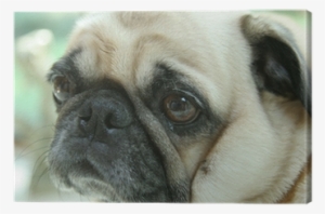Face #450214