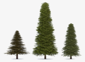Fir-tree Png Transparent Image - Fir #450907
