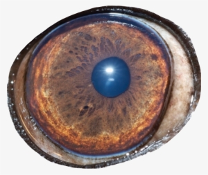 Eye Bloodshot Redeye Bloodshoteyes Face Bigeyes Pug - Circle #450937