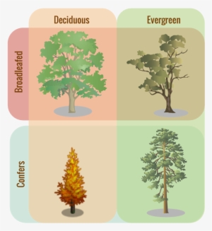 Tree Classifications - Evergreen Trees Vs Deciduous #451176