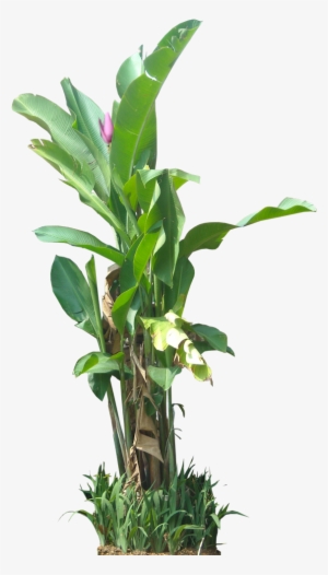 Tropical Plant Pictures - Png Banana Tree #451255