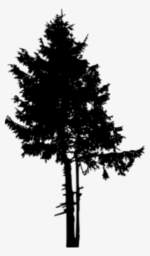 Pine Tree Png Transparent Pine Tree Png Image Free Download Pngkey