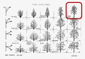 Tree Habit Diagram From Lespenasse, Lespenasse, And - Tree #452338