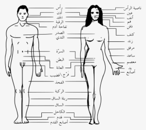 Cool Filehuman Body Features Arsvg With 32 Great People - Main Part Of Body #452963