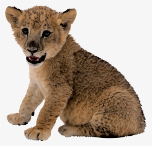 Lion Cub Transparent Background #455348