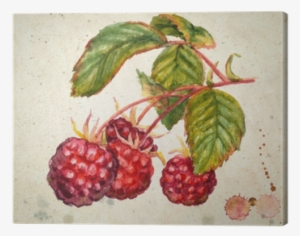 A Branch Of Raspberry - Raspberry Watercolor #455763
