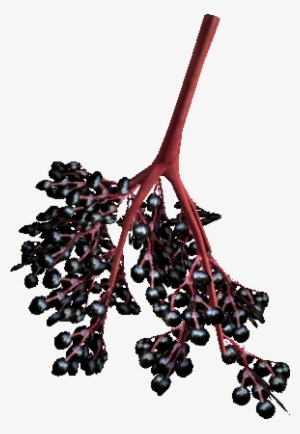 Blue-coloured Berries - Elderberry #456498