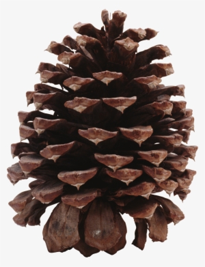 Pine Cone Png #456627 Pine Cone Png #456627