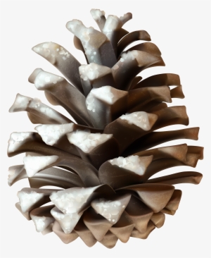 Conifer Cone #456821