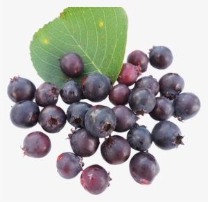 49 6 - Shadbush #457282