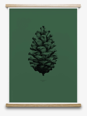 Pinecone Drawing Nature #457362