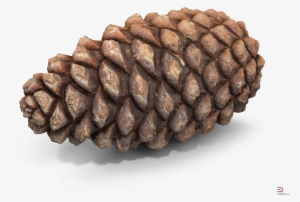 Download Pine Cone 3d Model - Conifer Cone #457470