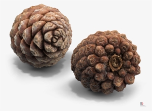 5 Pine Cone Royalty-free 3d Model - Conifer Cone #458750