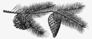 Pinecone Illustration - Pine Cone Black And White Transparent #459008