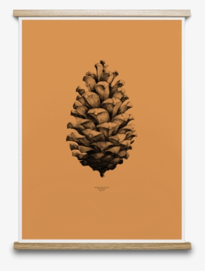 1 Pine Cone - Paper Collective Nature 1:1 Pine Cone Poster, White #459031