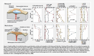 Hypersaline Brines And Entrained Gases Escaping And - Diagram #4501213