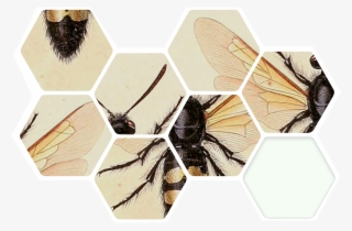 How Are The Bees #4502157
