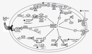 Regulation Of Factors By Anti-factors In E - E. Coli #4504327
