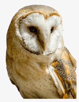Barn Owl Transparent - Barn Owl Portrait #4506365