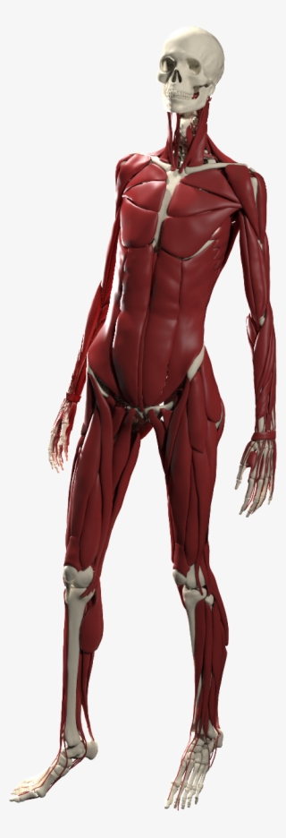 The 'ada' Model Is A Slender Female Build Above Average - Anatomy #4506542