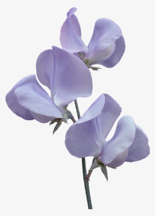 Фото, Автор Svetlera На Яндекс - Japanese Sweet Pea Flowers #4507350