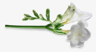 Freesia - Artificial Flower #4508585
