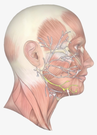 Jaw Muscle 63 - Nerve Under Jaw Line #4511096