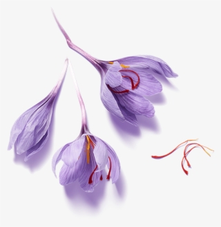 Holy Lotus - Lily Family #4511202