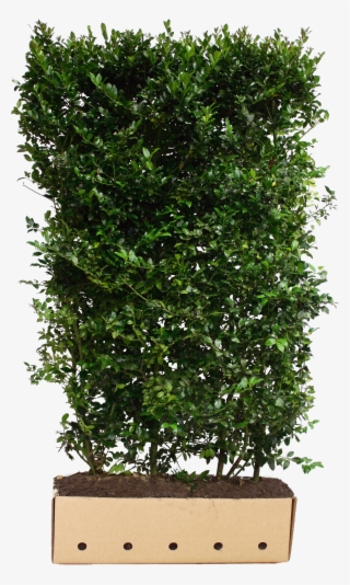 Instant Hedges Evergreen - Quickhedge Ilex Meserveae Blue Prince - Hulst Blue #4511785